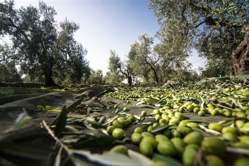 Raccolta delle olive prodotte dalle piante di proprietà comunale - Annata 2023/2024